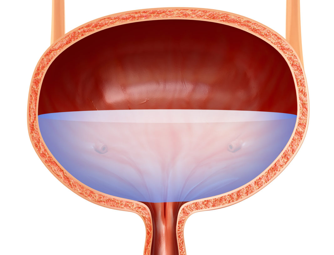 Human bladder anatomy, illustration
