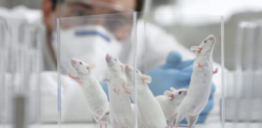 Scientist watching mice in laboratory