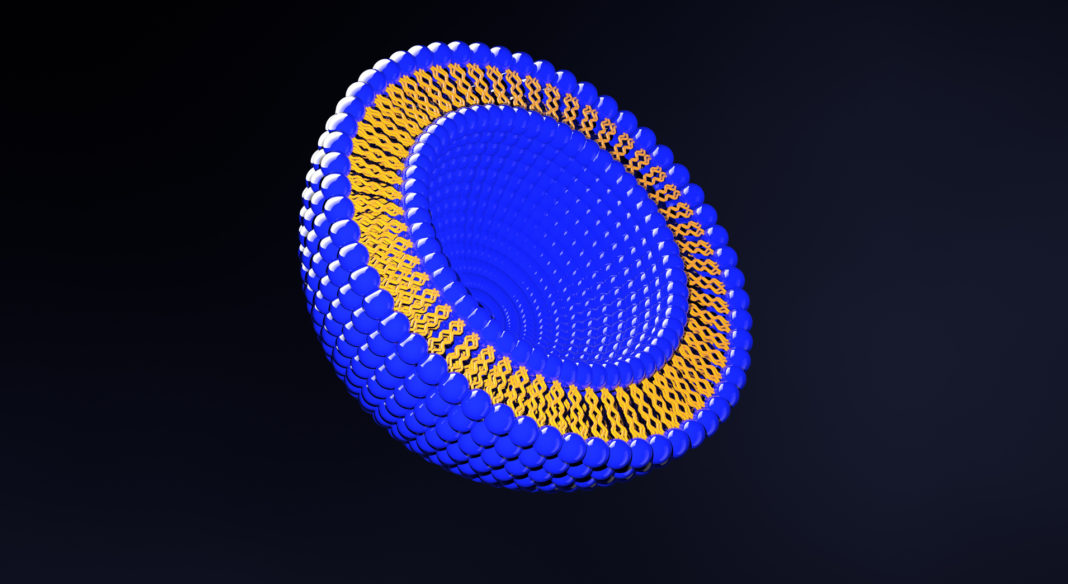 Liposome Bilayer Structure 3D Illustration