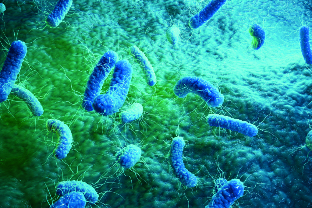 Enterobacterias Gram negativas Proteobacteria, bacteria such as salmonella, escherichia coli, yersinia pestis, klebsiella. 3D illustration