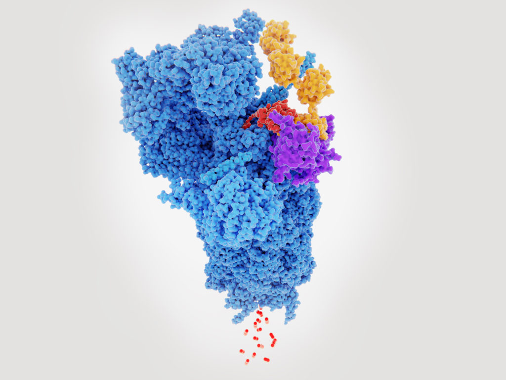 Proteasome degrading a protein (red) tagged with polyubiquitin