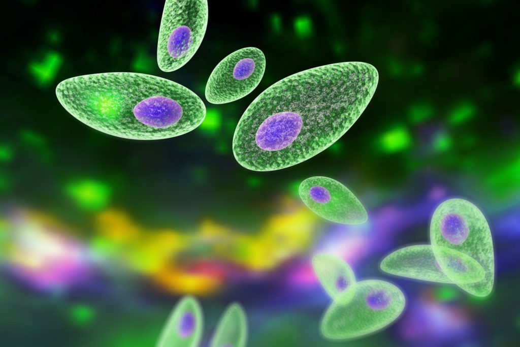 Toxoplasma gondii on colorful background