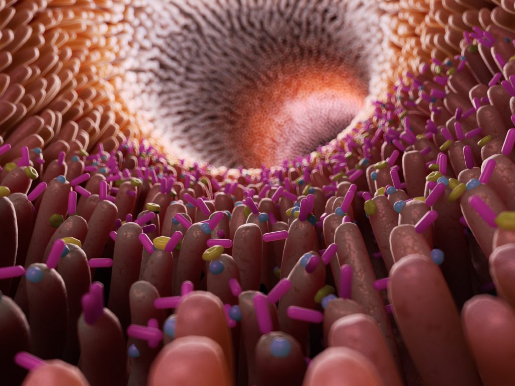 Illustration of bacteria in the intestine
