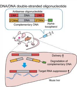 dna dna heteroduplex construct suppresses gene expression