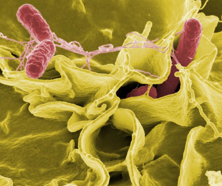 Salmonella Swimming Patterns Help Researchers Dive Deeper into Understanding Infection