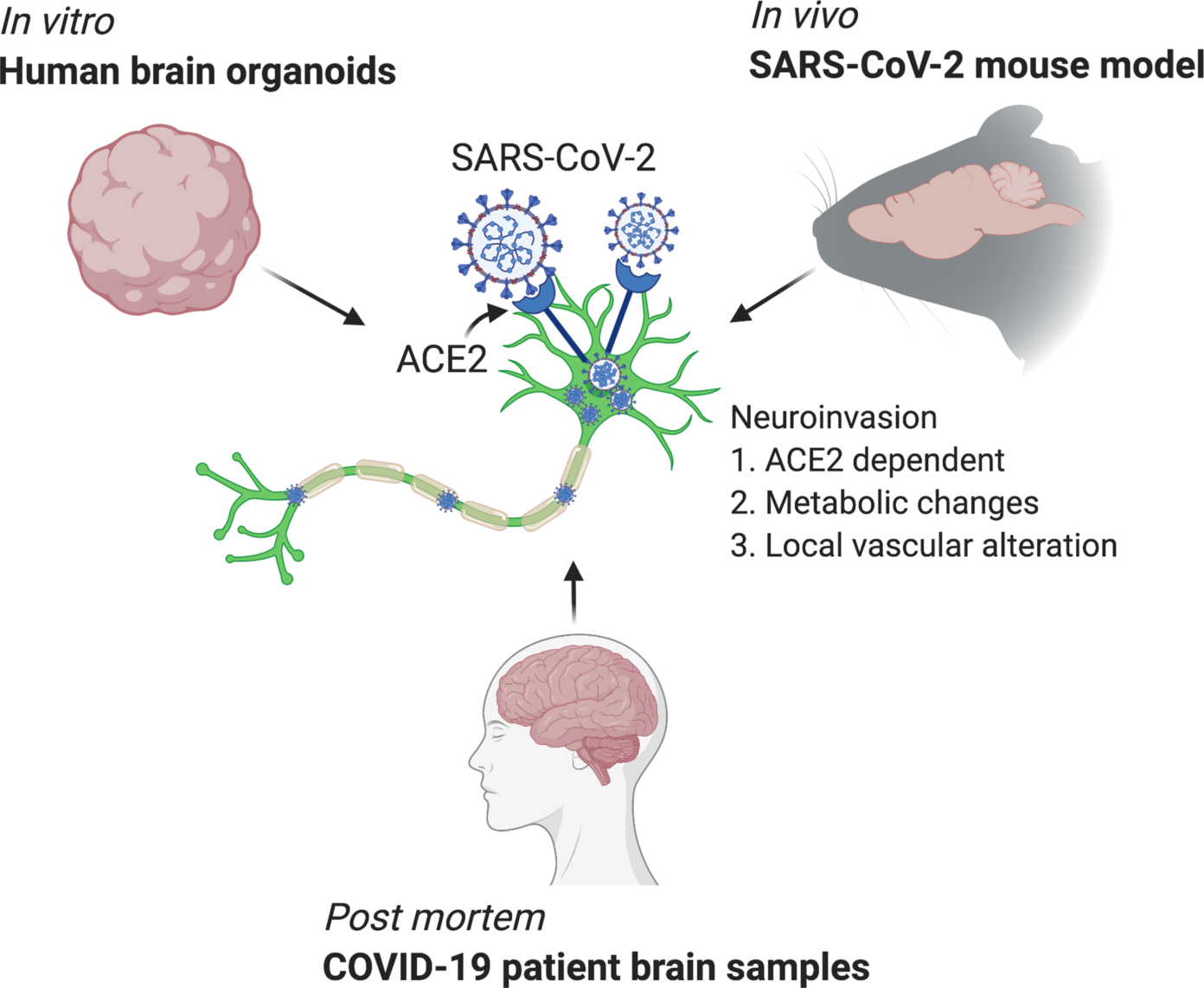 Mechanisms Underlying Sars Cov Neuroinvasion Discovered