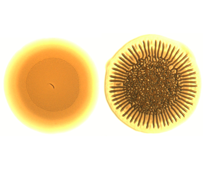 Scientists Warm Up to <em>Vibrio Cholerae’s</em> Temperature Adaptation
