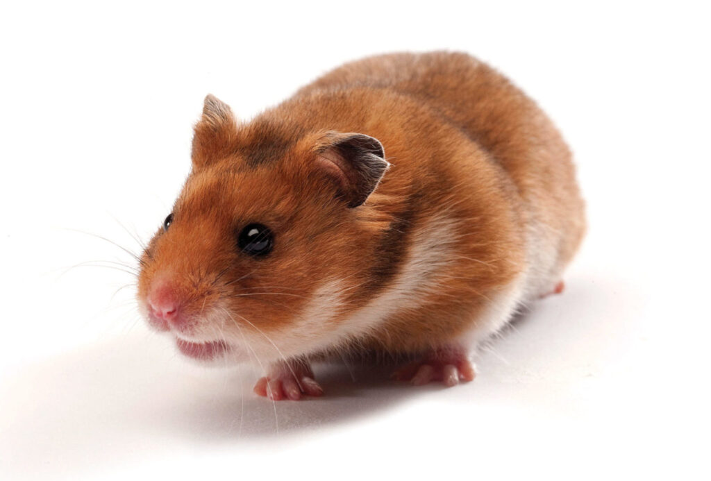 Mouse Model