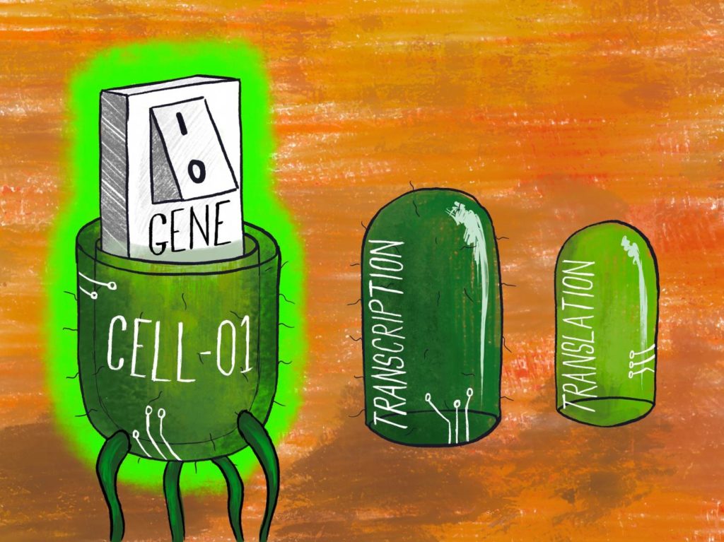 Multi-level gene regulation
