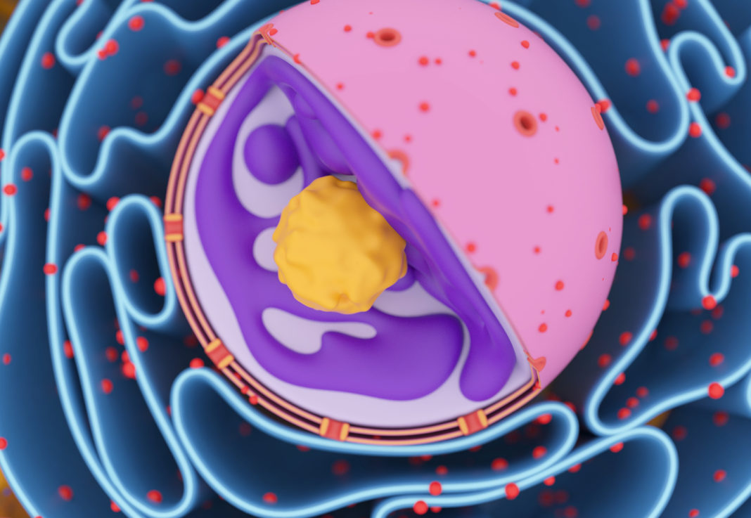 Nuclear Envelope’s Ins and Outs Studied with Virtual and Model Pores
