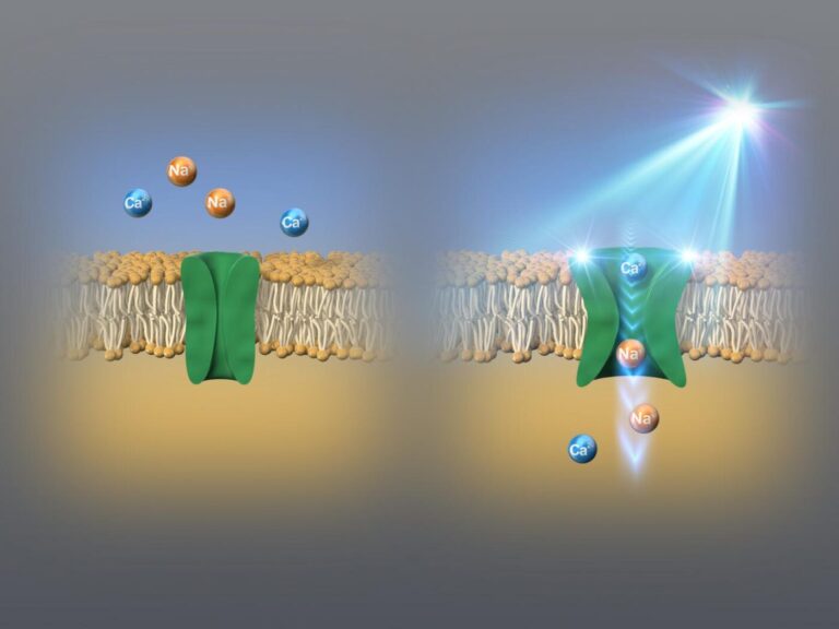 A Step Toward Light Therapy: Discovery of Indigo Ion Channel Switch Expands Optogenetic Toolkit