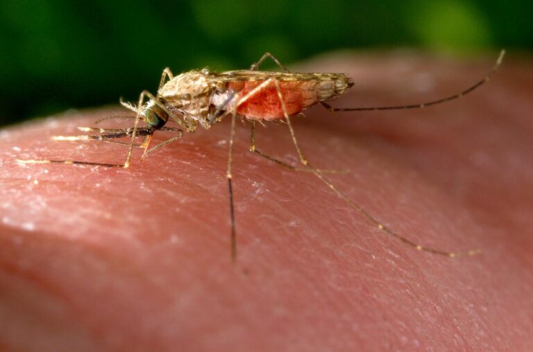 Curbing Malaria’s Spread by Genetic Engineering