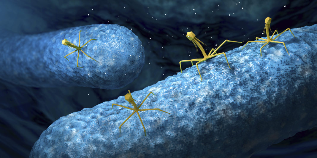 Bacteriophages infecting bacteria, illustration