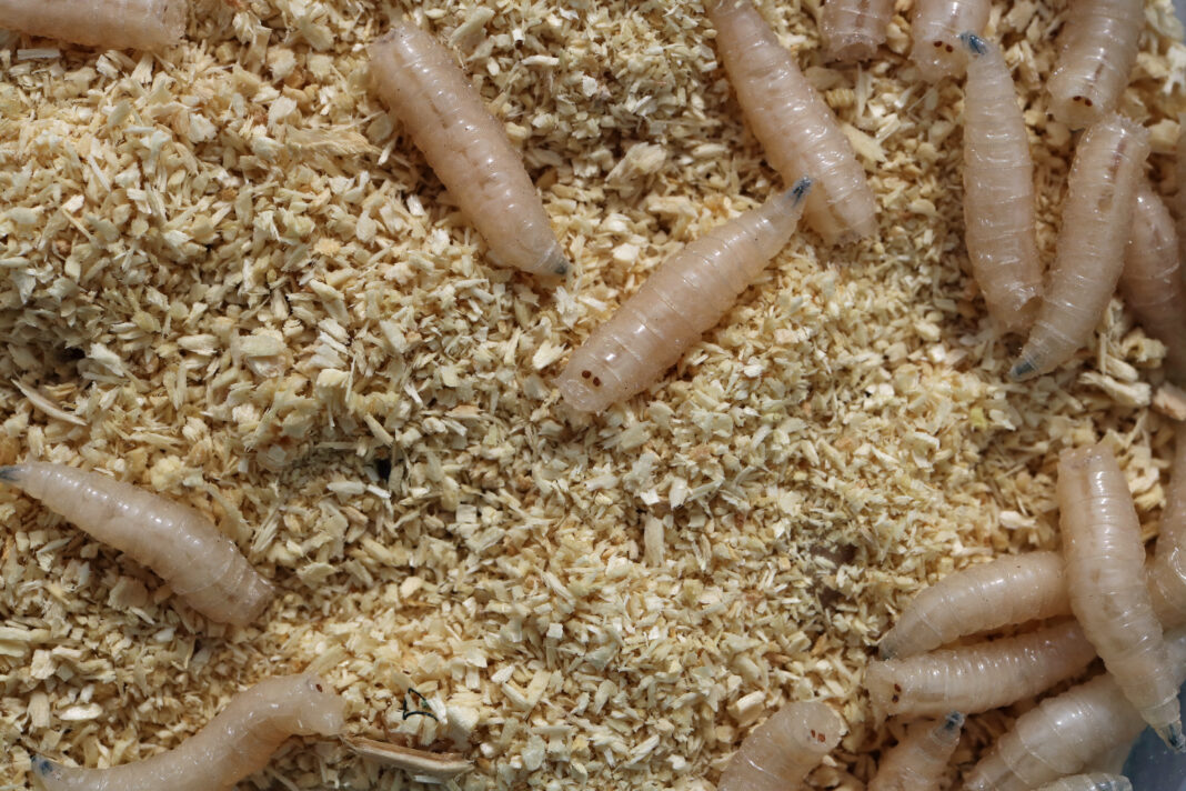 Fly larvae are used for  fishing macro