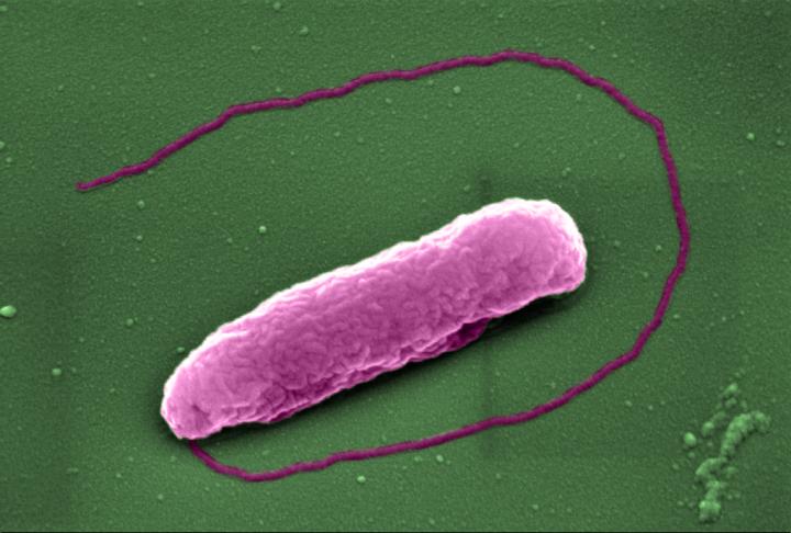Discovery That Antibiotic “Pops” Bacteria Could Lead to Improved Treatments for Superbugs