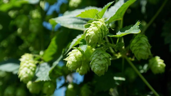 Non-Alcoholic Fatty Liver Disease May Be Treatable with Hops Compounds