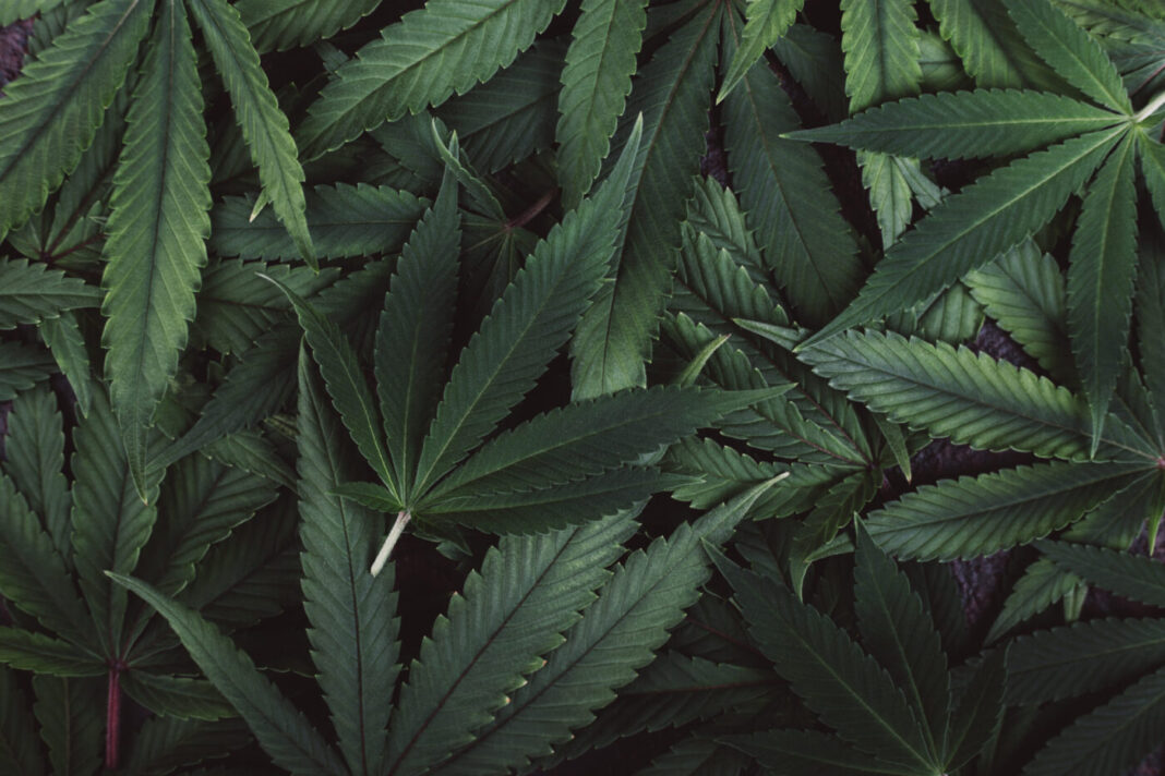 Beautiful green leaves of marijuana closeup lie