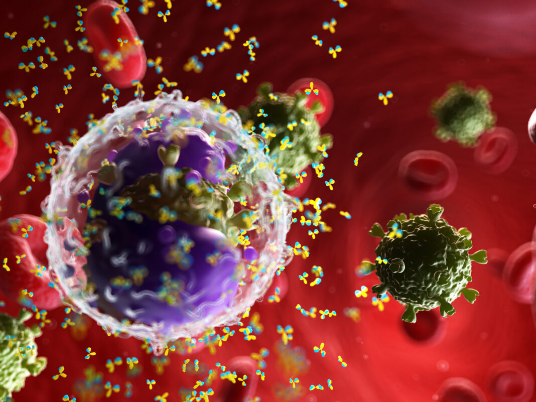 Antibodies attacking a virus, illustration
