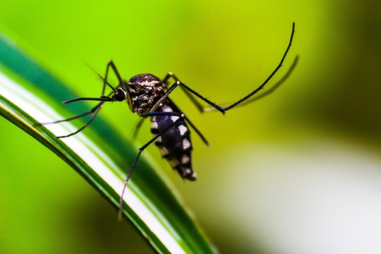 Dengue Vaccine Breakthrough Sheds Light on How Antibody Protection is Achieved