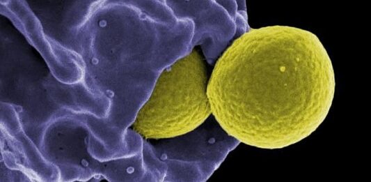 Scanning electron micrograph of methicillin-resistant Staphylococcus aureus (MRSA) bacteria being engulfed by a neutrophil [National Institute of Allergy and Infectious Diseases, National Institutes of Health]