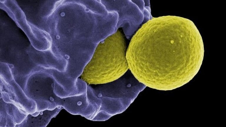 Study Shows That Immune System Neutrophils and Macrophages Cooperate to Trap and Kill Bacteria
