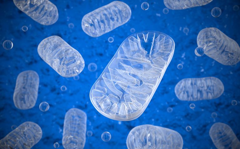 New Drug Corrects Diet-Induced Obesity by Keeping Mitochondria from Fragmenting