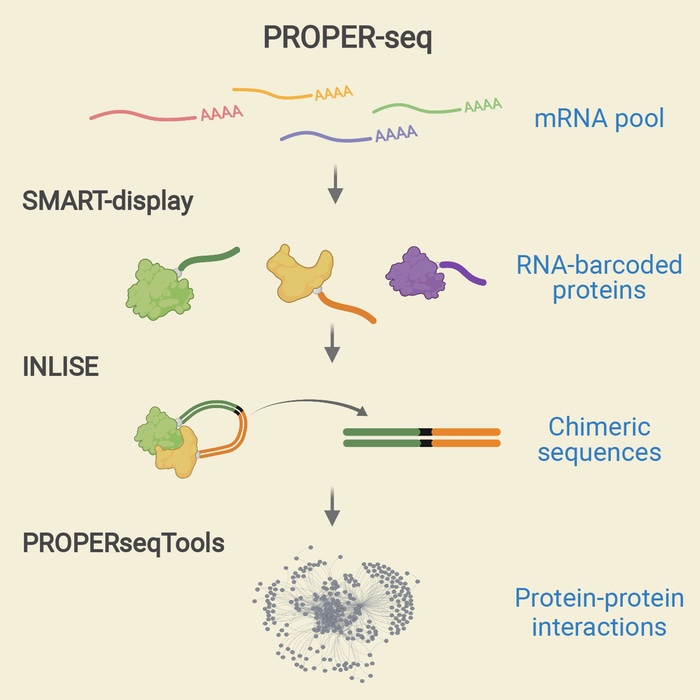Researchers Develop New Tool to Map Protein Interactions