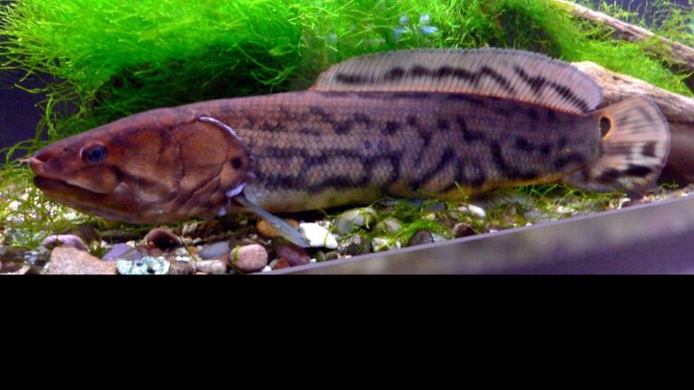 Bowfin Genome Assembly Provides New Insights into Vertebrate Evolution