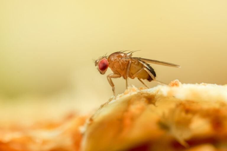 How the Microbiome Influences Immunity in Drosophila