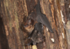 Finding That Baby Bats Babble Like Human Infants Could Aid Language Evolutionary Research