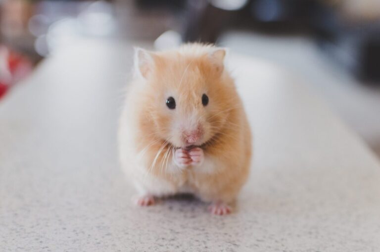 Syrian Hamster Unravels Inflammatory Insights in COVID-19