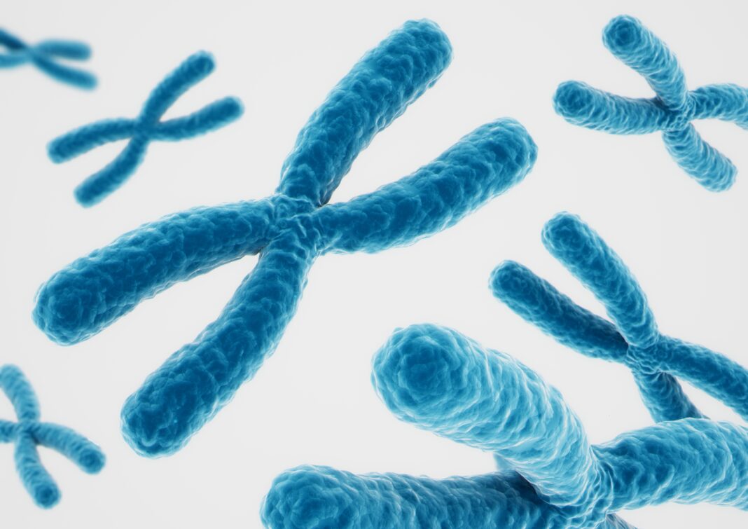 3D rendering X chromosomes on white background