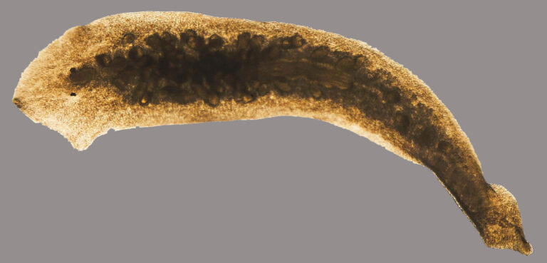 Injury Triggers Transient Transcriptome Flux in Planaria for Whole-Body Regeneration