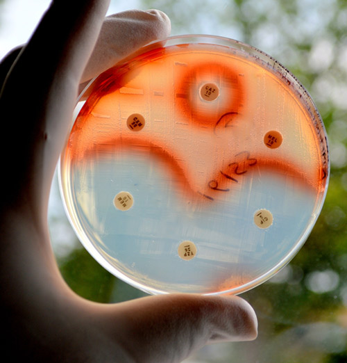 Antibiotic-Resistant Biofilm Survives Silver Bullet