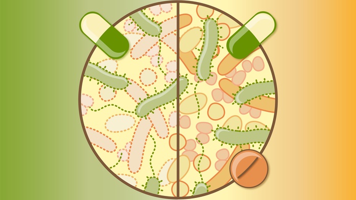 Researchers Uncover Antibiotics’ Effects on the Gut Microbiome