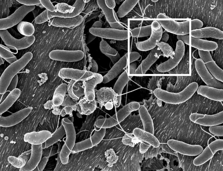 Cholera: How Some Gut Bacteria Stand Their Ground Against It