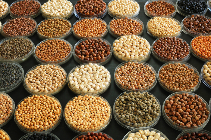 Chickpea’s Genome Map Developed through Largest Effort of Its Kind