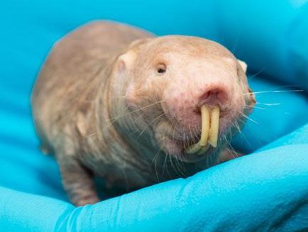 Naked Mole Rats Show Their Age Epigenetically, If Nowhere Else