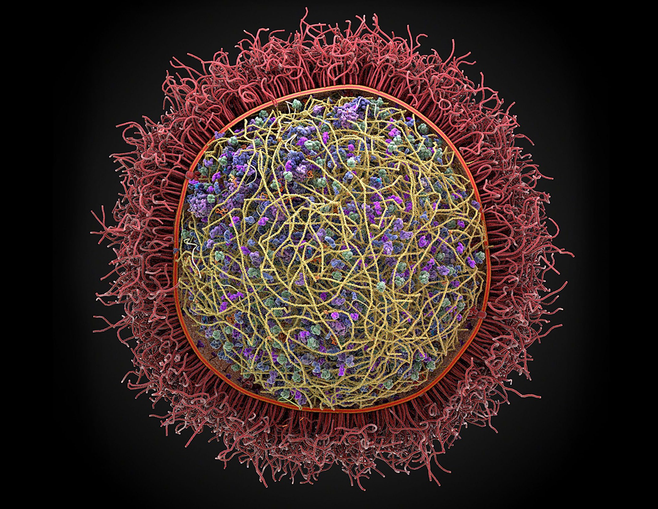 Mycoplasma mycoides cell model
