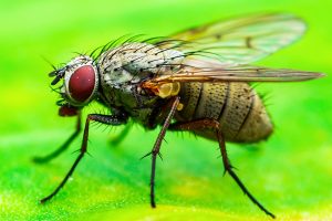 Exotic Drosophila Fruit Fly Diptera Insect on Plant Leaf Macro