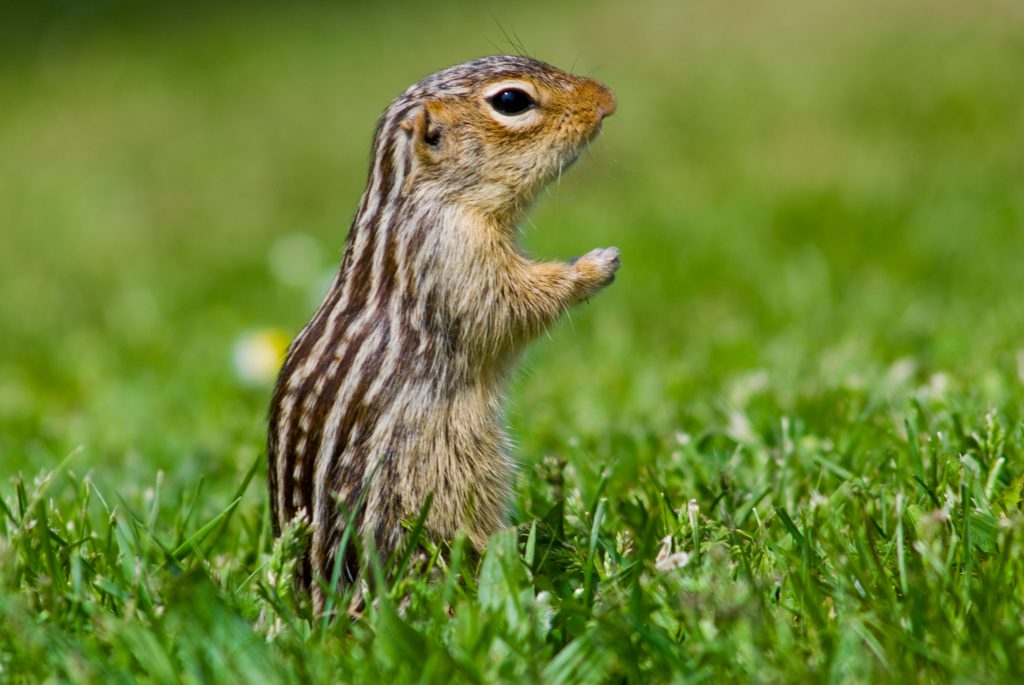 Ground Squirrel