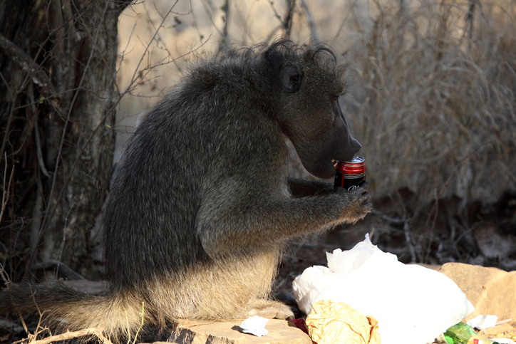 Baboon trying to drink from beer can he has taken from a rubbish bin, Kruger National Park, South Africa