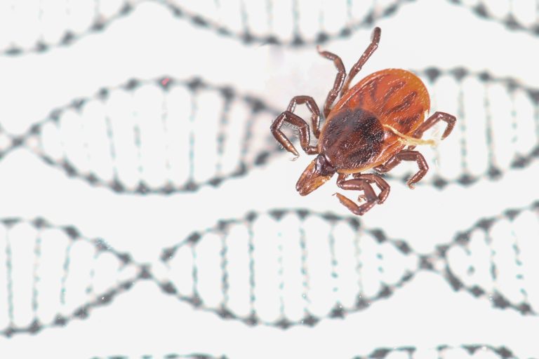 CRISPR-Cas9 Genome Editing Reported in Ticks for First Time