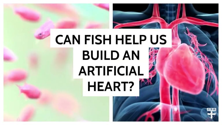 Biohybrid Fish Developed from Human Stem Cell-Derived Cardiomyocytes