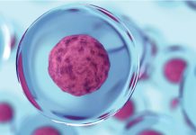 Stem Cells Can Defy Their Fates via Mitochondrial Mechanism