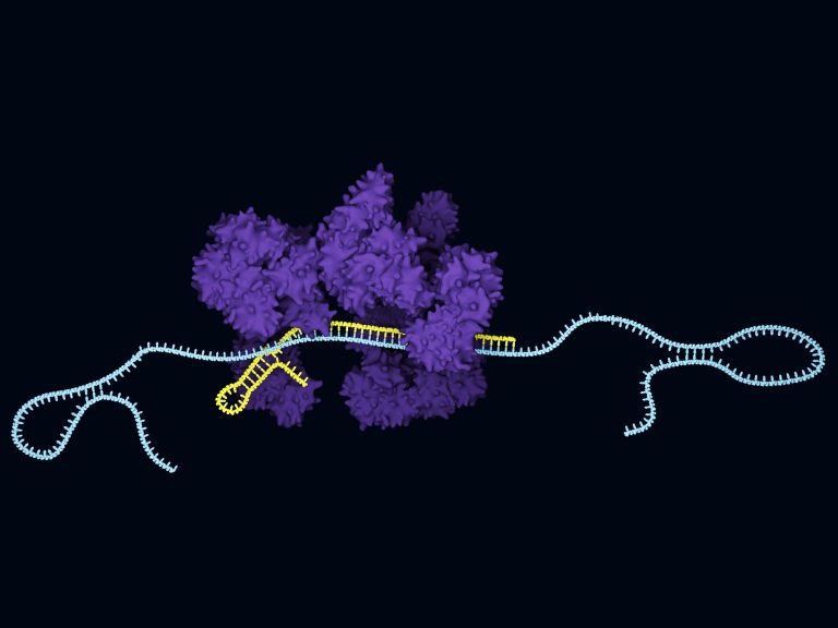 Ricoh and ERS Genomics Sign CRISPR Licensing Agreement