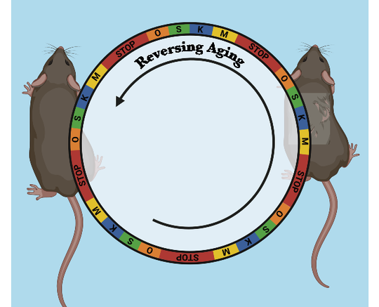 Aging Delayed in Mice through Longer-Term Partial Reprogramming