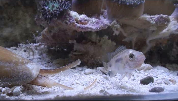 Fast-Acting Injectable Insulin Designed with Properties of Cone Snail Venom