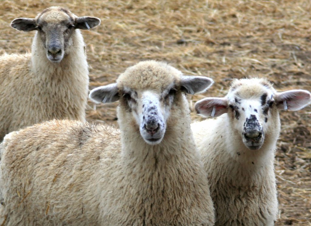 Three sheep