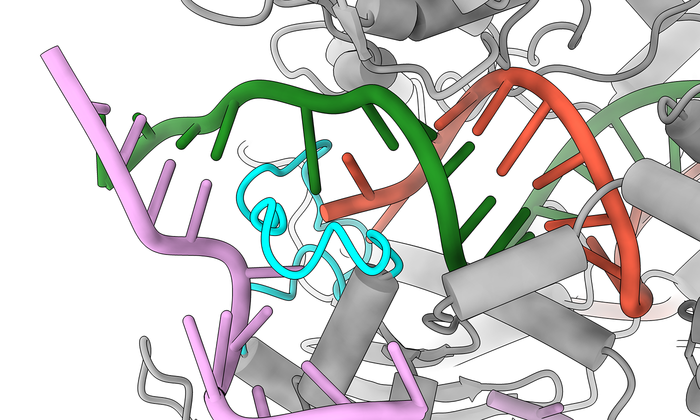New SuperFi-Cas9 Increases Fidelity Without Sacrificing Speed